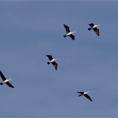 Microcarbo melanoleucos at Huskisson, NSW - 15 Sep 2017