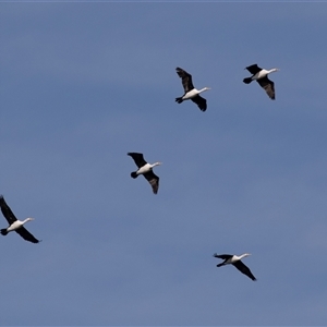 Microcarbo melanoleucos at Huskisson, NSW - 15 Sep 2017