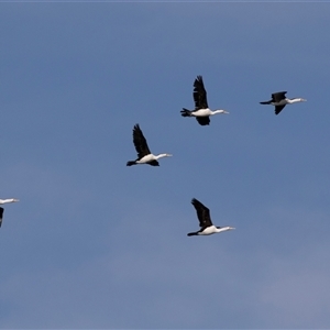 Microcarbo melanoleucos at Huskisson, NSW - 15 Sep 2017