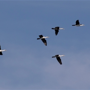 Microcarbo melanoleucos at Huskisson, NSW - 15 Sep 2017