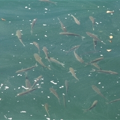 Unidentified Native Fish at Vincentia, NSW - 15 Sep 2017 by AlisonMilton