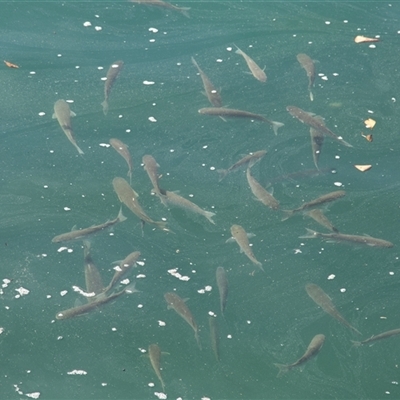 Unidentified Native Fish at Vincentia, NSW - 15 Sep 2017 by AlisonMilton