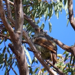 Ptilonorhynchus violaceus (Satin Bowerbird) at Theodore, ACT - 1 Jan 2025 by MB