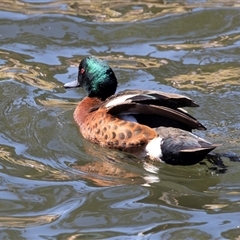 Anas castanea (Chestnut Teal) at Huskisson, NSW - 15 Sep 2017 by AlisonMilton