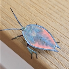 Lyramorpha rosea (Litchi stink bug) at Peregian Beach, QLD - 1 Jan 2025 by AaronClausen