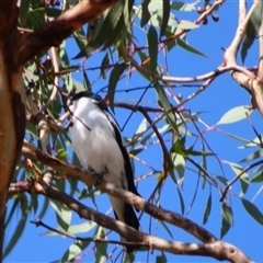 Lalage tricolor (White-winged Triller) at Theodore, ACT - 1 Jan 2025 by MB