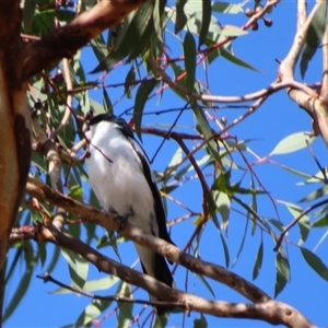 Lalage tricolor at Theodore, ACT - 1 Jan 2025 08:59 AM