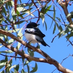 Lalage tricolor at Theodore, ACT - 1 Jan 2025 08:59 AM