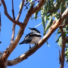 Lalage tricolor at Theodore, ACT - 1 Jan 2025 08:59 AM