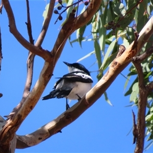 Lalage tricolor at Theodore, ACT - 1 Jan 2025 08:59 AM