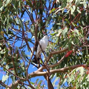 Lalage tricolor at Theodore, ACT - 1 Jan 2025 08:59 AM