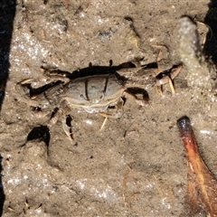 Unidentified Crab at Huskisson, NSW - 15 Sep 2017 by AlisonMilton