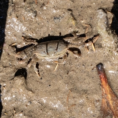 Unidentified Crab at Huskisson, NSW - 14 Sep 2017 by AlisonMilton