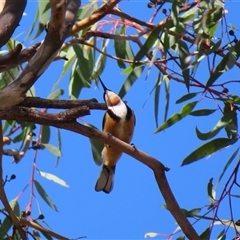 Acanthorhynchus tenuirostris (Eastern Spinebill) at Theodore, ACT - 31 Dec 2024 by MB