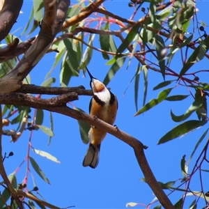 Acanthorhynchus tenuirostris at Theodore, ACT - 1 Jan 2025