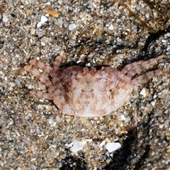 Unverified Crab at Broulee, NSW - 10 Oct 2019 by AlisonMilton