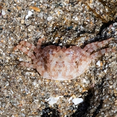 Unidentified Crab at Broulee, NSW - 10 Oct 2019 by AlisonMilton