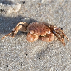 Unidentified Crab at Huskisson, NSW - 15 Sep 2017 by AlisonMilton