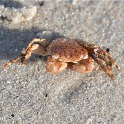 Unverified Crab at Huskisson, NSW - 15 Sep 2017 by AlisonMilton