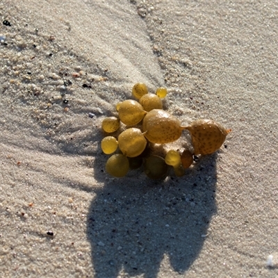 Unidentified Marine Alga & Seaweed at Huskisson, NSW - 14 Sep 2017 by AlisonMilton