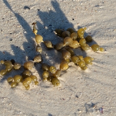 Unidentified Marine Alga & Seaweed at Huskisson, NSW - 14 Sep 2017 by AlisonMilton