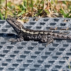Amphibolurus muricatus (Jacky Lizard) at Green Cape, NSW - 19 Oct 2022 by AlisonMilton