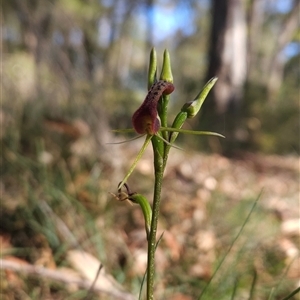 Cryptostylis leptochila at Bournda, NSW - suppressed