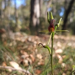 Cryptostylis leptochila at Bournda, NSW - 30 Dec 2024