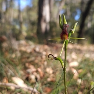 Cryptostylis leptochila at Bournda, NSW - suppressed