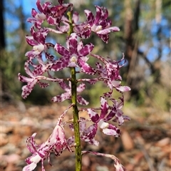 Dipodium variegatum (Blotched Hyacinth Orchid) at Bournda, NSW - 30 Dec 2024 by BethanyDunne