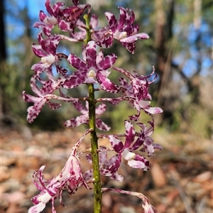 Dipodium variegatum at Bournda, NSW - suppressed