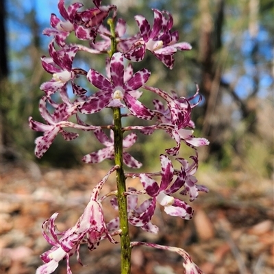 Dipodium variegatum (Blotched Hyacinth Orchid) at Bournda, NSW - 30 Dec 2024 by BethanyDunne