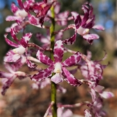 Dipodium variegatum at Bournda, NSW - suppressed