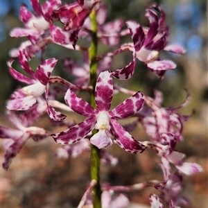 Dipodium variegatum at Bournda, NSW - suppressed