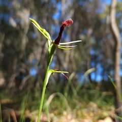 Cryptostylis leptochila (Small Tongue Orchid) at Bournda, NSW - 30 Dec 2024 by BethanyDunne