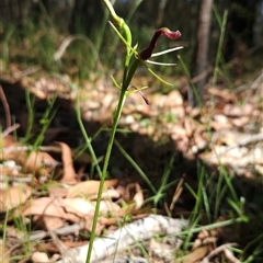 Cryptostylis leptochila at Bournda, NSW - suppressed