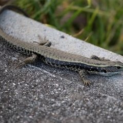 Eulamprus heatwolei at Surfside, NSW - 20 Sep 2019 by AlisonMilton