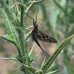 Atalophlebia (genus) (A prong-gilled mayfly) at Bungendore, NSW - 31 Dec 2024 by clarehoneydove