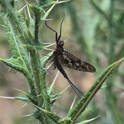 Atalophlebia (genus) (A prong-gilled mayfly) at Bungendore, NSW - 31 Dec 2024 by clarehoneydove