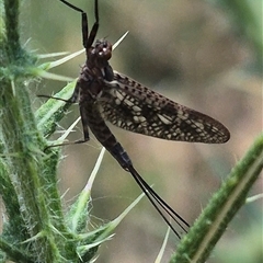 Atalophlebia (genus) at Bungendore, NSW - suppressed