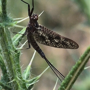 Atalophlebia (genus) at Bungendore, NSW - suppressed