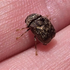 Cadmus (Brachycaulus) sp. (subgenus) (Cylinder leaf beetle) at Bungendore, NSW - 31 Dec 2024 by clarehoneydove