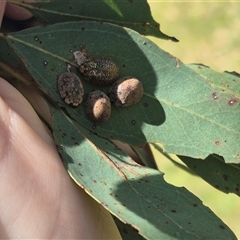 Trachymela sp. (genus) (Brown button beetle) at Bungendore, NSW - 31 Dec 2024 by clarehoneydove