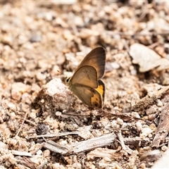 Hypocysta metirius (Brown Ringlet) at Mogo, NSW - 20 Sep 2019 by AlisonMilton