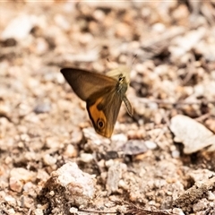 Hypocysta metirius at Mogo, NSW - 20 Sep 2019 11:14 AM