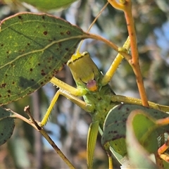 Terpandrus jumbunna (Gumleaf Katydid) at Bungendore, NSW - 31 Dec 2024 by clarehoneydove