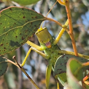 Terpandrus jumbunna at Bungendore, NSW - 31 Dec 2024