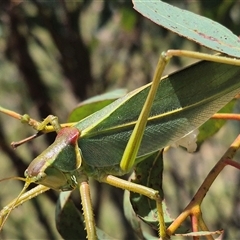 Terpandrus jumbunna at Bungendore, NSW - suppressed