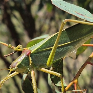 Terpandrus jumbunna at Bungendore, NSW - 31 Dec 2024