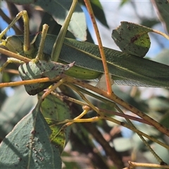 Terpandrus jumbunna at Bungendore, NSW - 31 Dec 2024